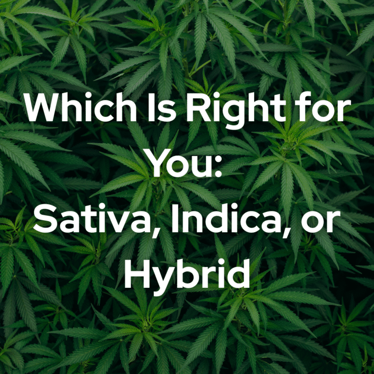 Which Is Right for You: Sativa, Indica, or Hybrid?