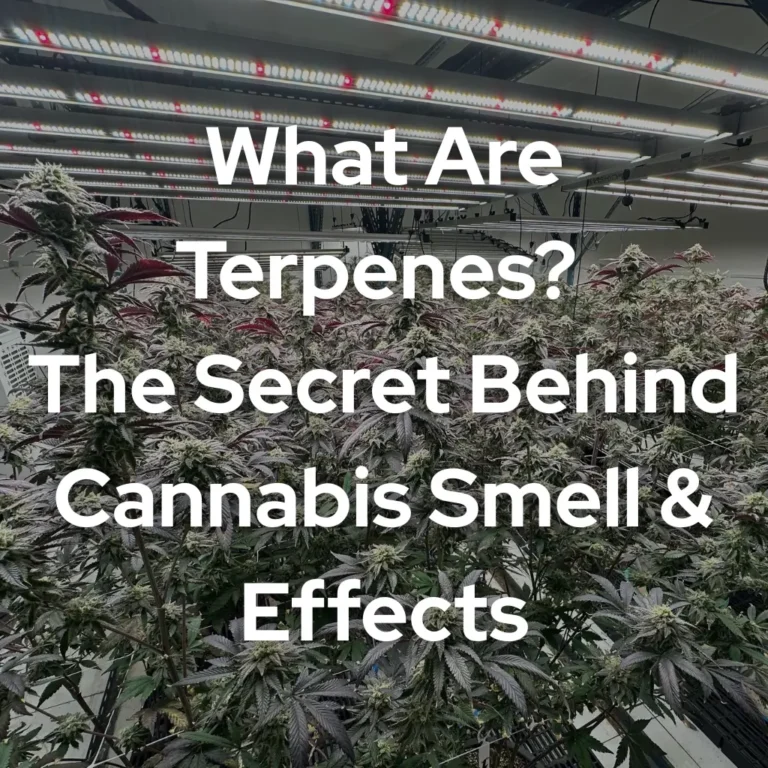 What Are Terpenes? The Secret Behind Cannabis Smell & Effects