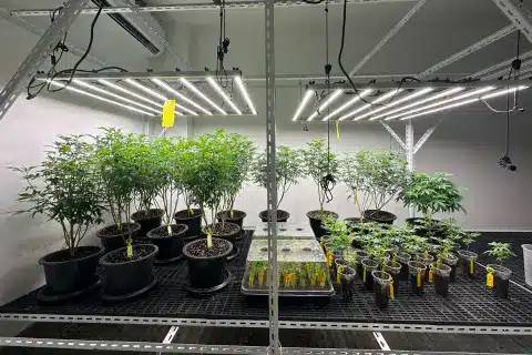 Indoor cannabis cultivation at Andaman Genetics' farm in Krabi, Thailand, showing potted plants growing under LED lights.