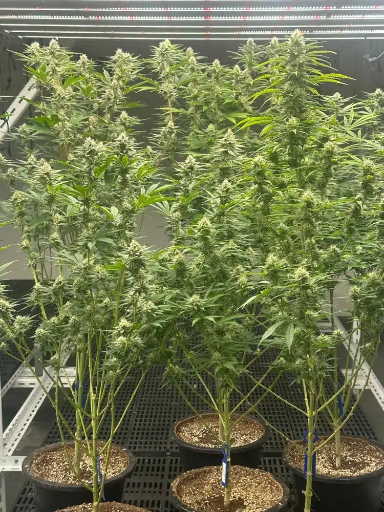 Indoor cannabis cultivation at Andaman Genetics farm in Krabi, Thailand
